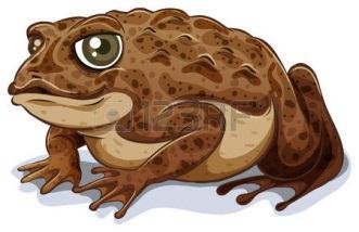 5. Amphibians Cold blooded Lay