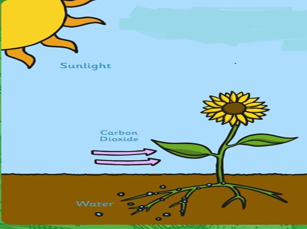 How do plants obtain food? Kindly watch these videos before reading the lesson: https://www.youtube.com/watch?v=xmsnblcx8la https://www.youtube.com/watch?v=yhvhm-plrxk - Plants make their own food.