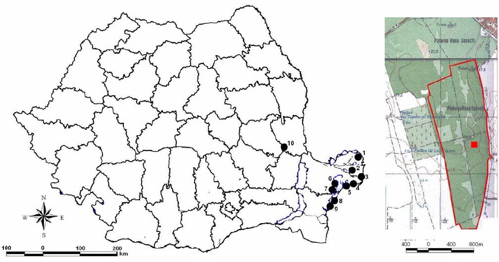 116 Gherghel, I. et al. (Euphorbia sp., Juncus sp., Elymus sp., Salix repens) (Fuhn & Vancea 1961, Iftime 2005). E. a. deserti has not been recoded in Moldavia since 1969 (Fuhn 1969).