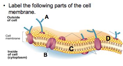 43. How is a cell membrane structured? 44. What molecules can diffuse through the lipid bilayer? Embedded proteins? Why? 45. What is endosymbiosis?