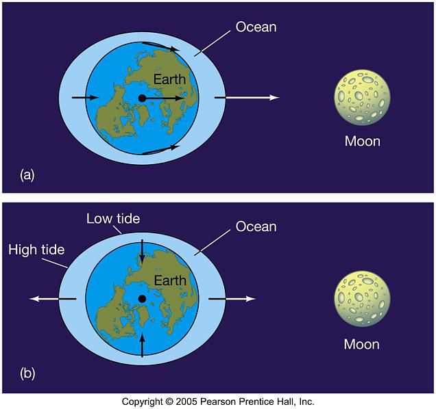 Tidal Forces" Force greatest on side toward Moon, least on side away from Moon.