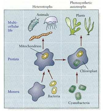 9 THE FIRST EUKARYOTES Lynn Margulis proposed that early prokaryotic cells may have developed a mutually beneficial relationship.