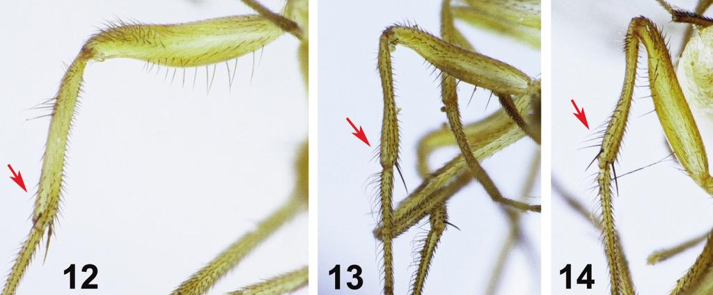 HBS Records for 2014 15 Figures 12 14. Campsicnemus left male mid tibiae, posterior view. 12. C. scolimerus Hardy & Kohn; 13. C. diffusus Hardy & Kohn. 14. C. zoeae, n. sp.