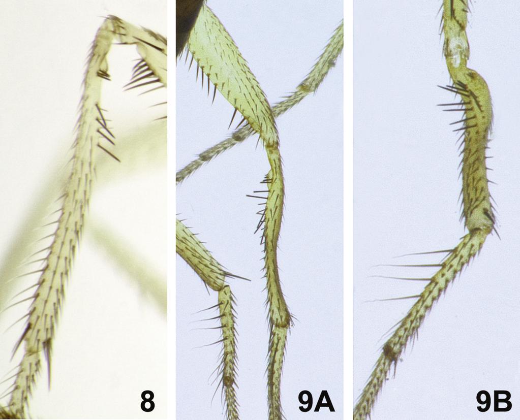 HBS Records for 2014 11 Figures 8 9. Campsicnemus male midlegs. 8. C. kolekole, n. sp., left mid tibia, posterior view; 9. C. kumukumu, n. sp., A.