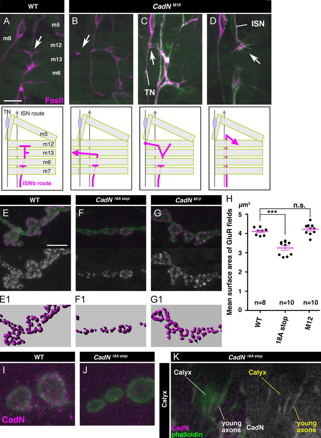 212 M. Kurusu et al. / Developmental Biology 366 (2012) 204 217 Fig. 6. CadN is required for axon guidance and synaptic growth of motoneurons.