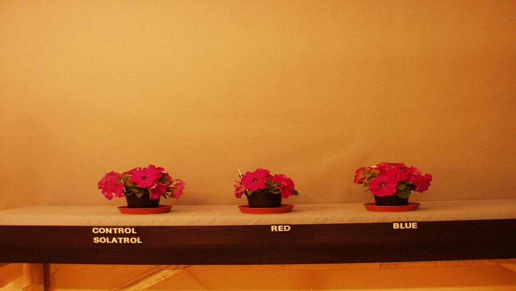 Figure 17. Petunia ' Mambo Formula Mixture' grown under solatoral, solatoral with blue and red-led light. Figure 18.