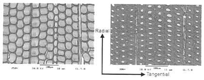 Hunt and Gu 2D FINITE ELEMENT HEAT TRANSFER MODEL, THERMAL CONDUCTIVITY 593 FIG. 1. Three principal axes of wood with respect to fiber direction and growth rings. FIG. 2. Microscopic images of softwood structure in earlywood (left) and latewood (right) zones showing principal radial and tangential axes.