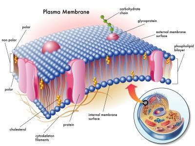 Examples of Lipids: Phospholipids: The lipids that make up the cell