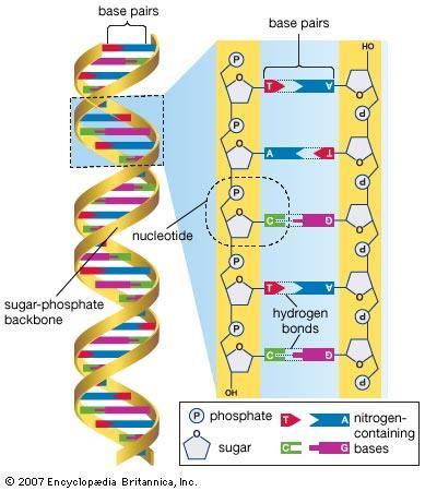 Nucleic Acids Nucleic acids are what make up genetic material in our bodies (DNA and
