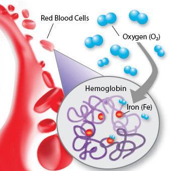 Examples of Proteins Insulin Hemoglobin