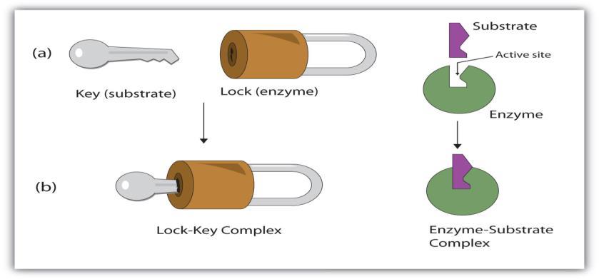 LOCK AND KEY MODEL Remember, enzymes are specific!