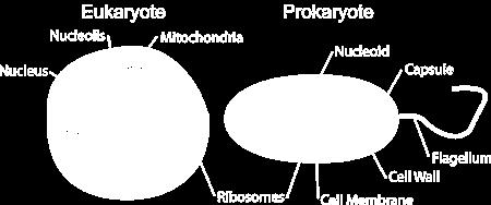 Additional circular DNA (plasmids) can be present Smaller size EUKARYOTIC Contains