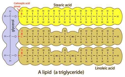 Lipids Lipids are fatty compounds not