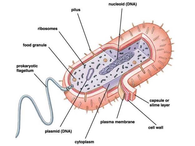 movement Non-motile cilia serve as sensory organelles Flagella