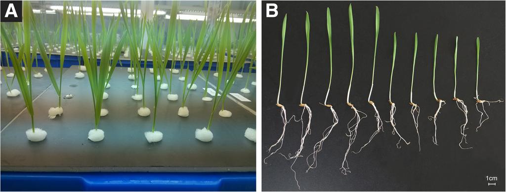 Wang et al. BMC Genetics (2017) 18:94 Page 3 of 16 Fig. 1 Seedling production using the hydroponic culture and parents seedling phenotyping.
