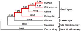 AMONG PRIMATES and WITHIN HUMANS SELECTION
