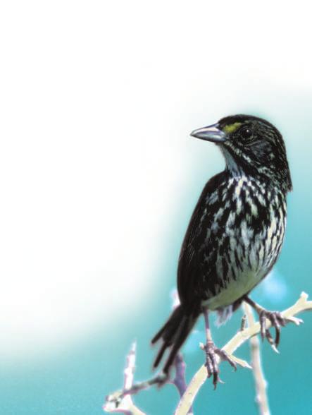 One recent example of extinction in the United States is the dusky seaside sparrow, which became extinct in 1987.