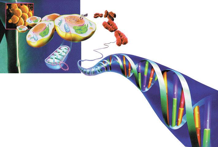 ucleic acid Gene rotein
