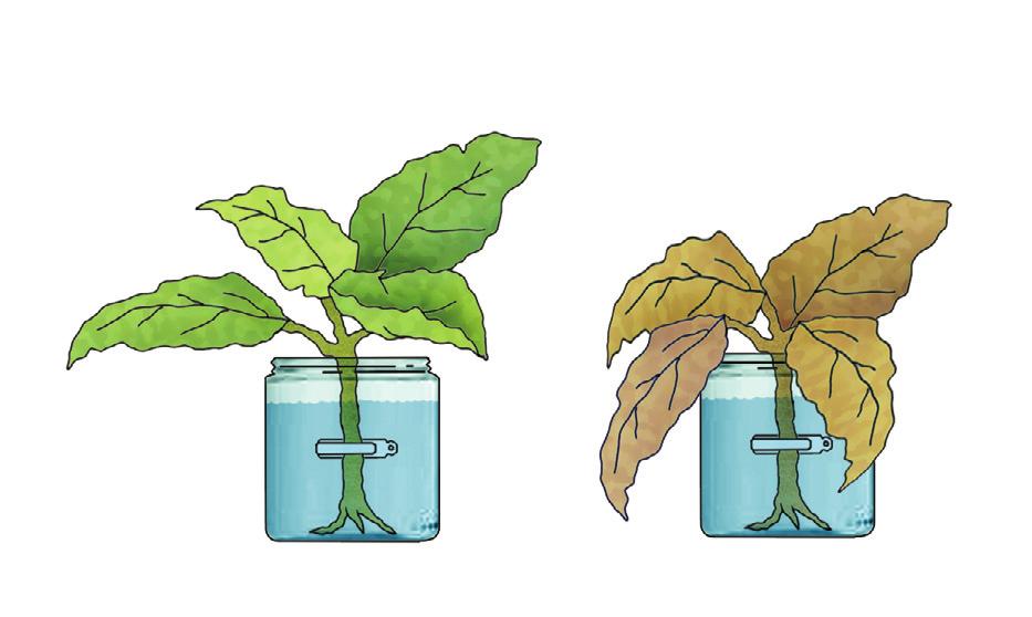 If you do not remember what infer means, ask your teacher! c. What is the stem for? Mark with a. To absorb water and minerals. To transport substances to all the parts of the plant. d. Which plant should have more water and minerals in its leaves at the end of the experiment?