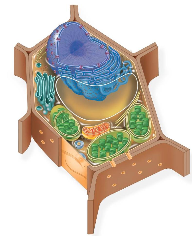 On these diagrams of plant and animal cells, label each organelle, give a brief statement of its function, and cite a tissue where cells might have