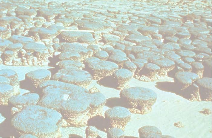 How do stromatolites grow?
