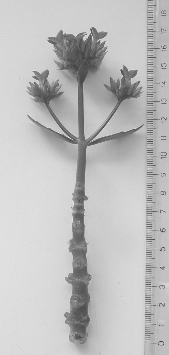 Figurese Inflorescence length Generative length Vegetative length Fig. 1. Different components of plant height in Kalanchoe blossfeldiana. Internode appearance rate (day -1 ).3 A..1. 17 3 Temperature ( o C).