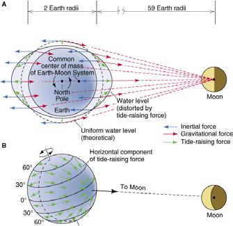 Ocean Tides (3) On the opposite side of Earth, the inertial force exceeds the Moon s gravitational attraction, and the tide-raising force is directed away from Earth.
