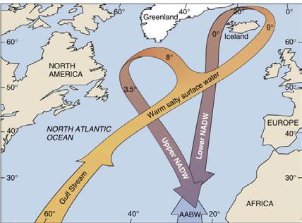 The Global Ocean Conveyor System (2) The sinking dense water in the North Atlantic propels a global thermohaline circulation system, so called because it involves both the temperature (thermo) and