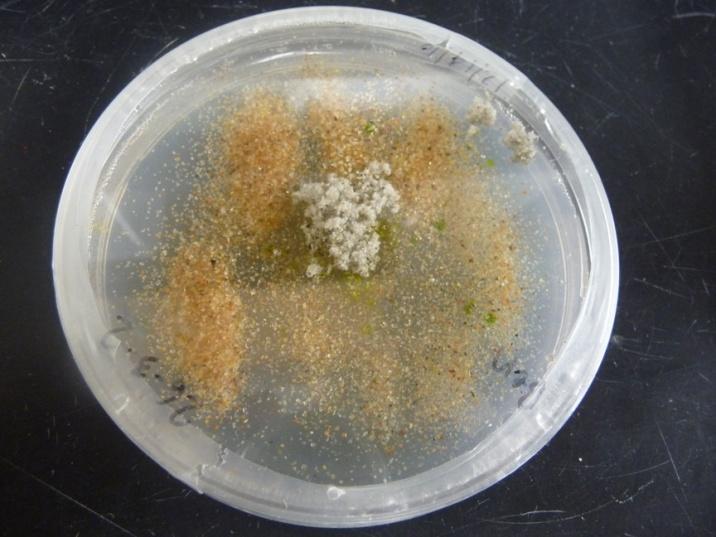 Algae and Cyanobacteria 16 Visually Unique