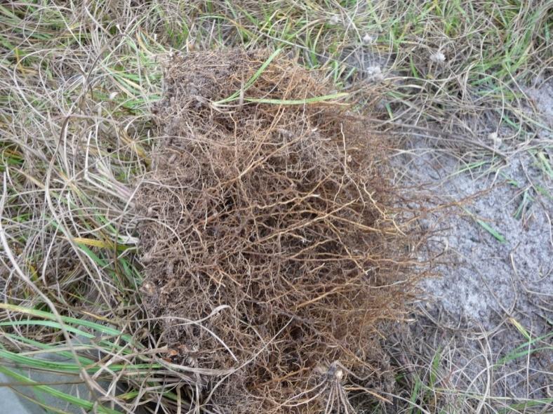 1: Are Specific Fungi Better at Decomposition of Bahia Grass?