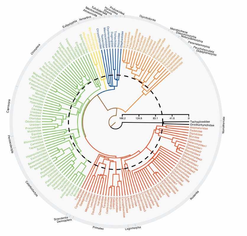 DATING THE PLACENTAL MAMMAL DIVERSIFICATION Supertree analyses: 30 fossils, 66 genes Lineages-through-time plot