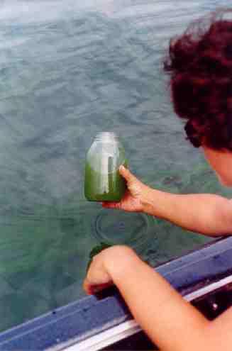 Why Monitor Cyanobacteria?