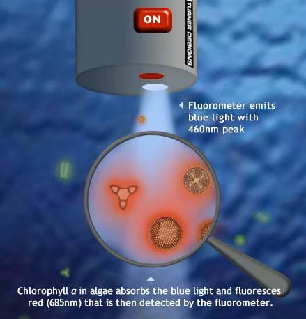 In Vivo Fluorometry (IVF) can Enable Proactive Management of Cyanobacteria In Vivo Occurring or made to occur within a living organism or natural setting Fluorescence The phenomena of some compounds