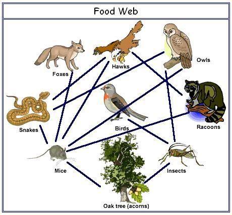 Draw the arrow heads in the Food Web Below. What would the effect be if the producers were removed?