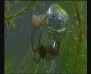 Water ( Diving Bell ) Spider but not bubble respiration [O 2 ] % in Cavity 20 15 10 5 MTEOS foam walls fuel