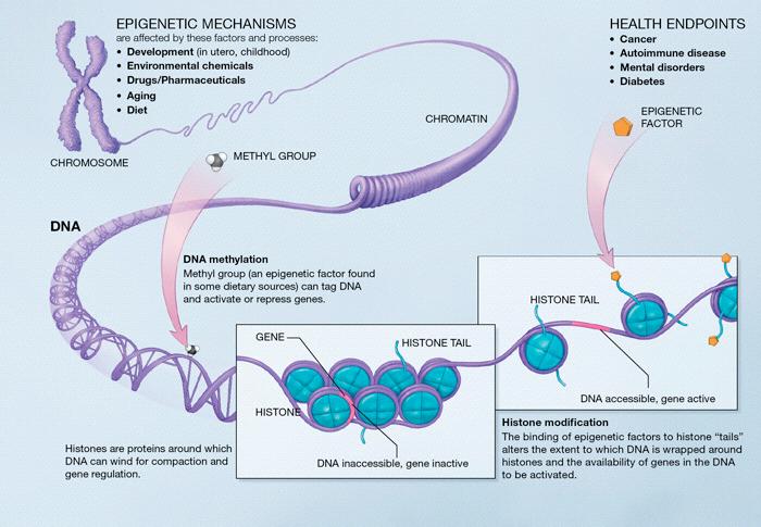 Epigenetics - beyond sequence alone Modifications to DNA other than sequence changes can also