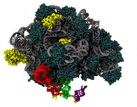 Proteins/RNA Ribosome SepRS/CysRS