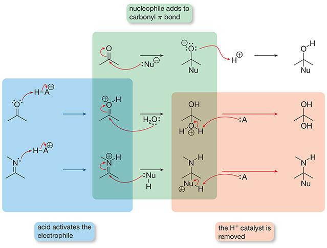 Acid-catalyzed processes proceed through similar mechanism, but proton