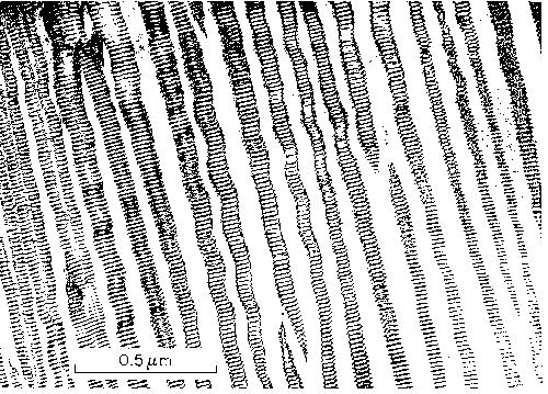 10. (20 pts) The image provided below is an electron microscopic picture of a sample of feldspar, of bulk composition ~50% K-spar, ~30% albite, ~20% anorthite. a. Identify each of the 3 feldspar phases in the image.