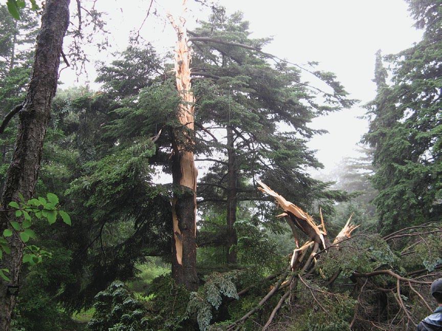 22 Arnoldia 67/4 Sue A. Pfeiffer A lightning strike at about 9 a.m. on July 2, 2009, destroyed this venerable Nikko fir (Abies homolepis) in the Arboretum s conifer collection.