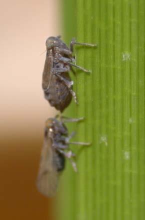 Brown planthopper(bph) is common in rainfed and