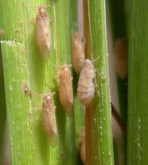 In the last decade, whitebacked planthopper (WBPH) has