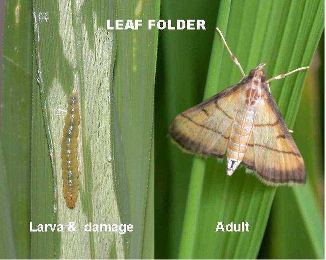 Field damage The larvae fold the leaves longitudinally and feed resulting in linear