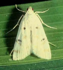 Caseworm(Nymphula depunctalis) is commonly found in