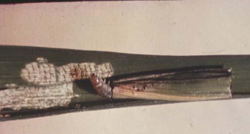 Larva with cases Adult Feeding damage includes