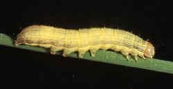 They are sporadic pests mainly causing damage in coastal and