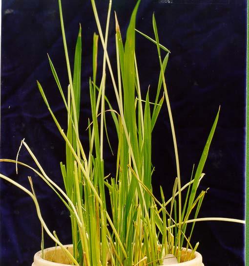 Gall midge (Orseolia oryzae) - A key pest Six