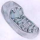 Mitochondria Second largest organelle in the cell after nucleus Structure: Has a double layered outer membrane with inner