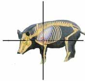USING THE HUNTING SERIES RETICLES HHR Hog Hunter Reticle The Sightmark Core HX 2-7x32HHR riflescope is equipped with the HHR Hog Hunter reticle. This reticle was designed for hunting feral hogs.