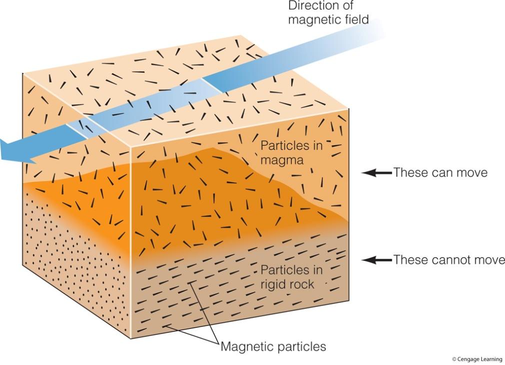 magnetic poles Paleomagnetism Igneous rock contains magnetic minerals, such as magnetite (Fe 3 O 4 ), which align with Earth s magnetic field and point towards the magnetic north pole before they